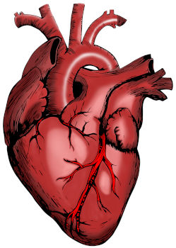 nadmiar makroelementu wpływa na pracę serca
