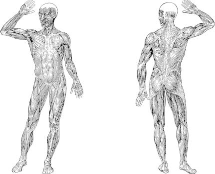 funkcje makroelementu w ciele człowieka