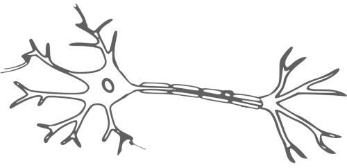 neuron - komórka nerwowa