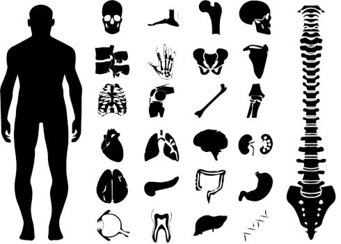dietetyka holistyczna przedstawiona za pomocą ciała człowieka i jego organów, narządów